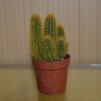 Кактус Hildewintera aureispina GreenLife h 8 , контейнер 6х6