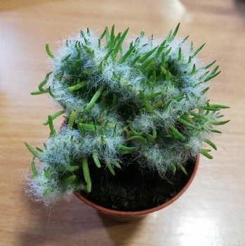 Кактус 4 GreenLife, контейнер 5х5
