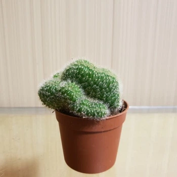 Кактус Опунция Cylindrica Cristata GreenLife d горшка 6 см