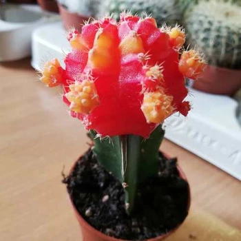 Кактус Gymnocalycium Gemeng, d=5.5см. оранжевый, GreenLife