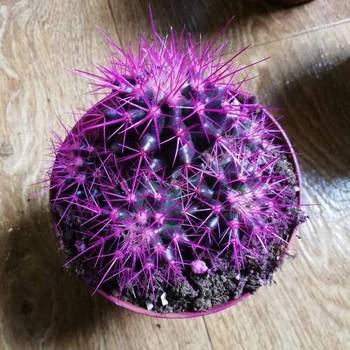 Кактус Реймбол Purple, GreenLife, контейнер d=12 см