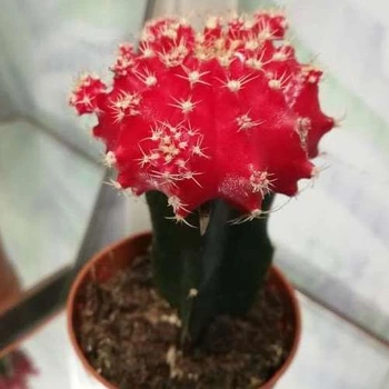 Кактус Gymnocalycium Gemeng, d=5.5см. бордо, GreenLife