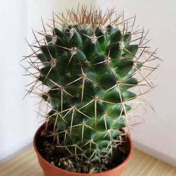 Кактус Mammillaria Еuthele , GreenLife, контейнер 5х5