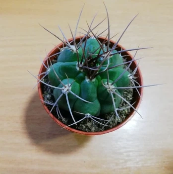 Кактус Acanthocalycium Griseum GreenLife контейнер d=5см