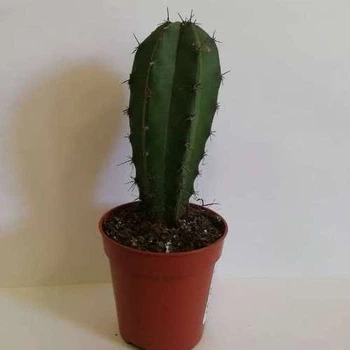 Кактус 58 GreenLife, контейнер d=5см
