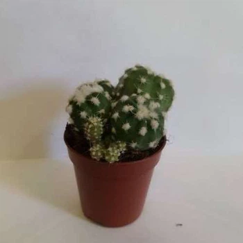 Кактус Echinopsis Subdenudata GreenLife контейнер d=5см