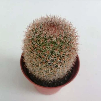 Кактус 73, GreenLife, контейнер