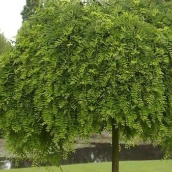 Софора плакуча Pendula h=160 см, GreenLife, ОКС