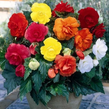 Бегонія махрова Мікс, бульби 3шт, Plantarium