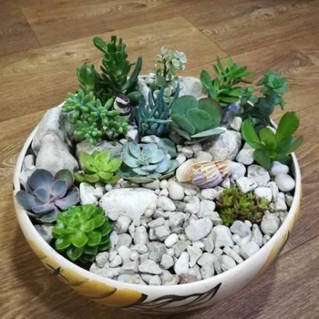 Суккулент микс (композиция из суккулентов и различного декора) GreenLife 12.97