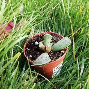 Суккулент Адромискус Купера, GreenLife
