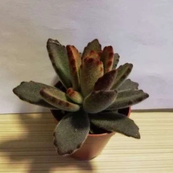 Суккулент Kalanchoe Tomentoza Chocolate Soldier GreenLife контейнер