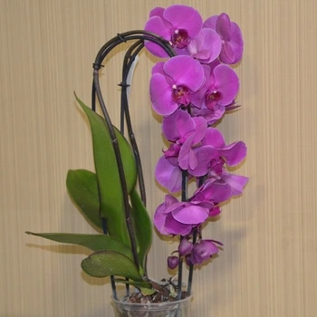 Орхидея Фаленопсис Каскад (Cascade) GreenLife Фиолетовая 2 цветоноса h 35 см