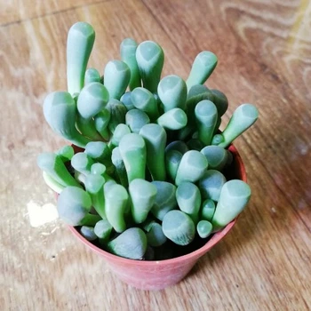 Литопсы (живые камни) №4, GreenLife, контейнер d=5см