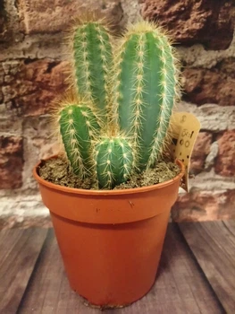 Кактус Пилозоцереус толстоветвистый Pilosocereus pachycladus d12