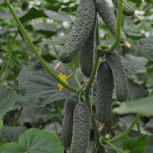 Ратник (112-315) F1 Огурец Семена Yuksel Seeds 250 шт