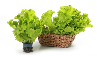 Салат Афіціон Leda Agro 100 шт