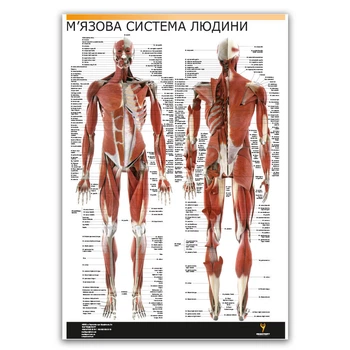 Плакат "М'язова система людини" (розріз м'язів) Медіспорт