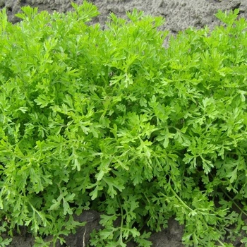 Насіння крес-салату Мереживо 1 грам OGOROD