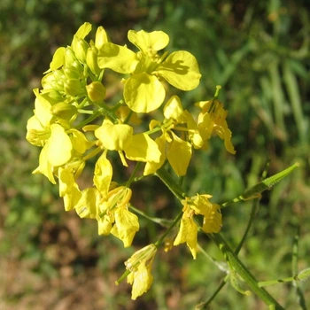 Семена горчицы белой (Sinapis alba) 25 грамм OGOROD
