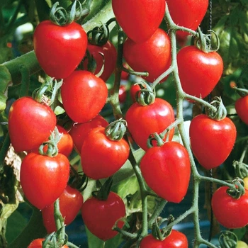 Семена томата Tomatoberry (Томатоберри) 10 семян OGOROD