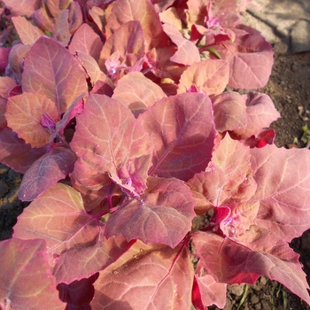 Насіння лободи садової (Atriplex hortensis) 10 насінин OGOROD