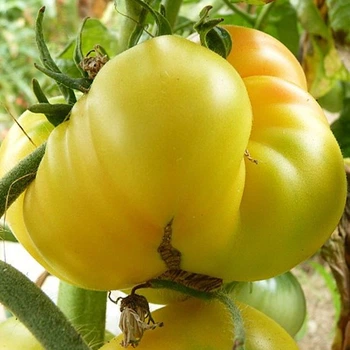Семена томата Lillian's Yellow 10 семян OGOROD
