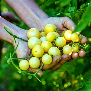 Насіння томату Napa Chardonnay 10 насінин OGOROD