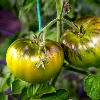 Насіння томату Marmande Verte (Марманде зелений) 10 насінин OGOROD