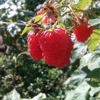 Насіння малини великоплідної Багатство (Rubus idaeus) 20 насінин OGOROD