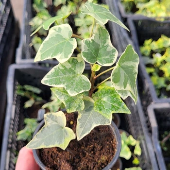 Плющ вічнозелений Variegata 0,5 л