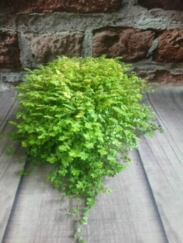Горшечное растение солейролия -2