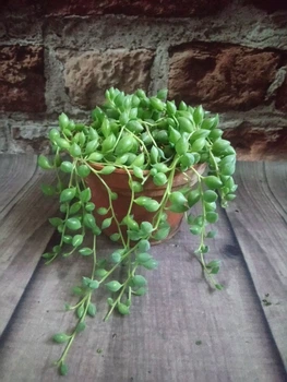 Горшечное растение суккулент Сенецио (senecio herreianus) d 12.5