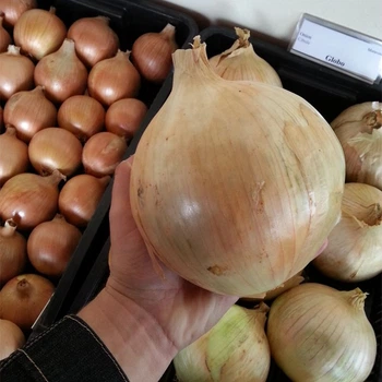 Семена репчатого лука Moravoseed Глобо 1 г