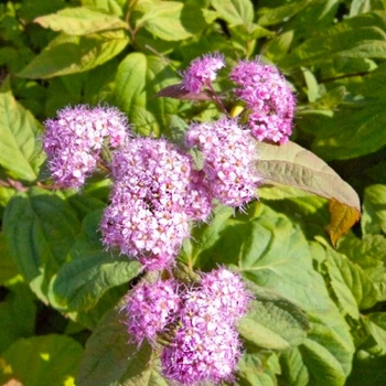 Спірея японська Macrophylla 2 л саджанець у горщику Matla Flowers
