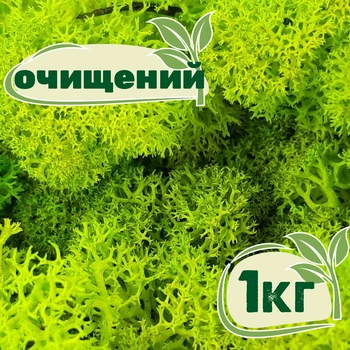 Очищений стабілізований мох ягель Зелений весняний 1 кг