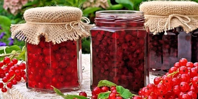 Саженец красной смородины Натали летний сорт Сад&Парк 2 года
