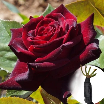 Троянда Black Baccara саджанець у плівці Matla Flowers