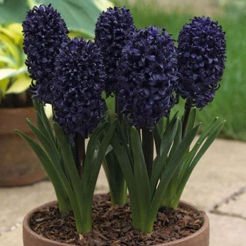 Гиацинт Blue Sapphire луковица (1 шт.)