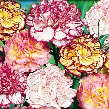 Гвоздика Шабо двухцветная, смесь Florium (727769)