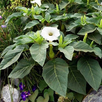 Датура Индийская Белая Florium (726866)