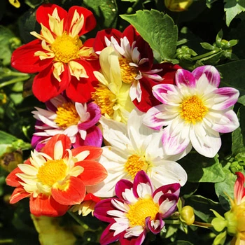 Семена Георгина Коларетта Денди Florium (726663)
