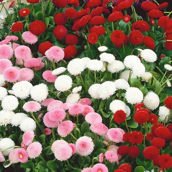 Маргаритка Конфетти смесь Florium (727772)
