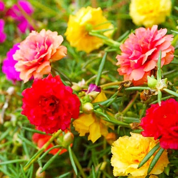 Портулак Махровий Суміш пакет-гігант Різнокольоровий Florium (726806)