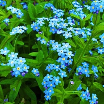 Семена Незабудка Небесная ласточка Florium (727038)