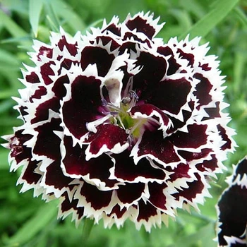 Семена Гвоздика китайская Черное и Белое Florium (726609)