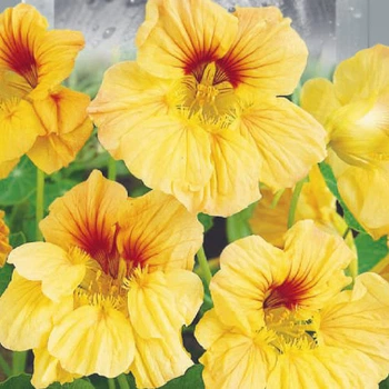 Настурция низкорослая Золотой король Florium (726850)