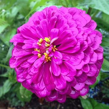 Цинія високоросла рожево-лавандова Рожевий Florium (726859)