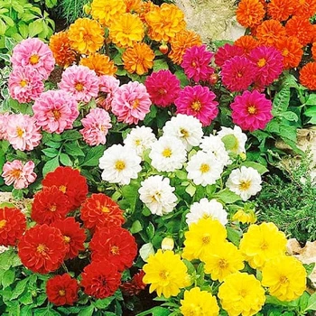 Семена Георгина Радуга Florium (726665)