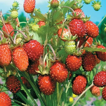 Суниця Барон Рюген Florium
